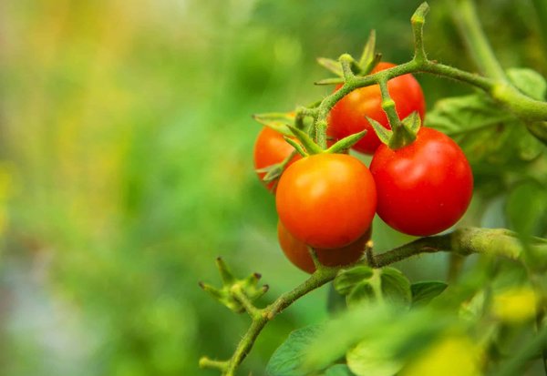 Comment réussir ses plants de tomates ?