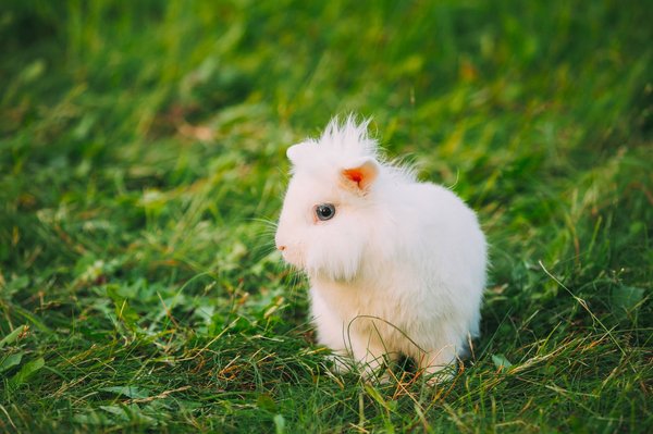 Où peut-on trouver un lapin extra nain?