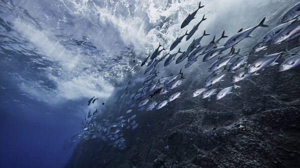 Découvrez le classement des poissons selon ses qualités
